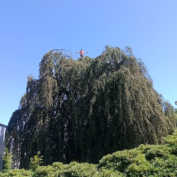 Baumpflege